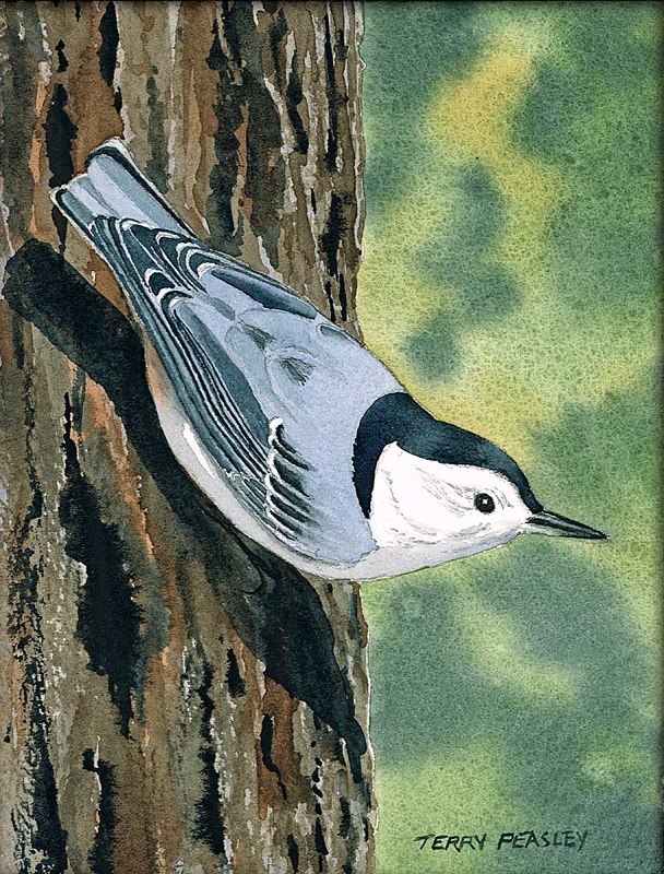 White-breasted Nuthatch by Terry Peasley